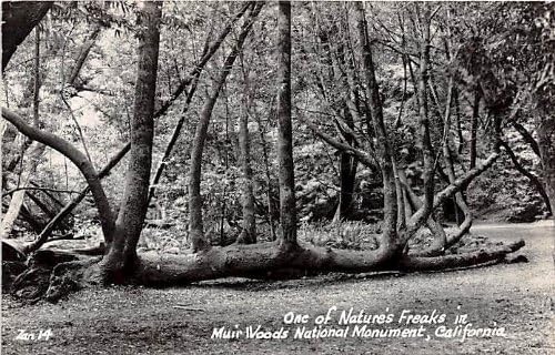 Nacionalni spomenik Muir Woods, kalifornijska razglednica